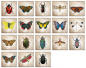 Preview: Memo „Vintage Beetles & Butterflys“
