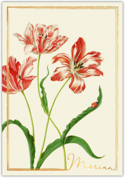 31202  Grußkarte "Merian"