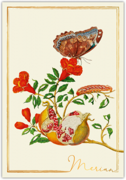 31208  Grußkarte "Merian"
