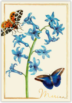 31209  Grußkarte "Merian"