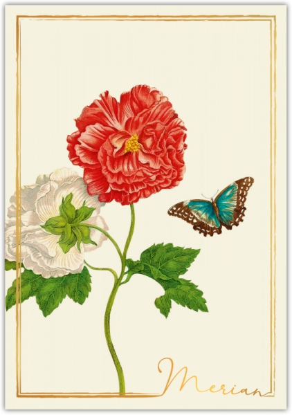 31201  Grußkarte "Merian"