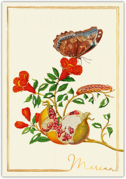 31208  Grußkarte "Merian"