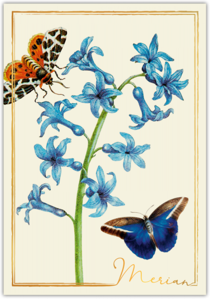 31209  Grußkarte "Merian"