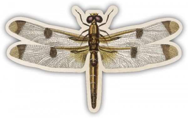 32156 Formmagnet Libelle